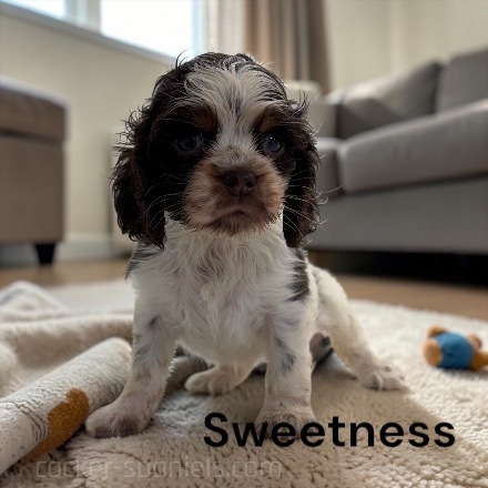 puppy, for, sale, Cocker Spaniel, Joe & Cherri  Overlease, dog, breeder, Miller, MO, dog-breeder, puppy-for-sale, forsale, nearby, find, puppyfind, locator, puppylocator, aca